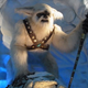Image for article titled Read the US government's rules for Yeti hunting from 1959